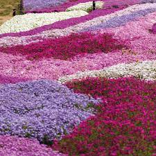 Phlox Collection Creeping Perennial Biennial Plants Thompson Morgan Ground Cover Plants Plants Biennial Plants