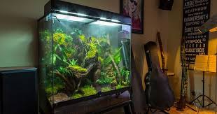 Rainforest Vivarium Vivarium Aquascape Aquarium Crested Gecko Habitat