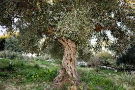 Greece Peloponnese Messinia Kalamata Olive Grove Aged Olive Stock Photo Picture And Royalty Free Image Image 91519749