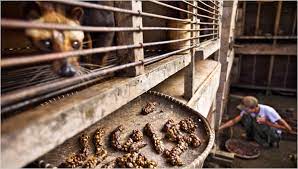 From Dung To Coffee Brew With No Aftertaste The New York Times