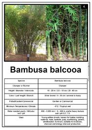 Image result for Bambusa balcooa