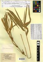 Image result for Oxytenanthera abyssinica