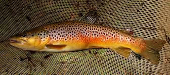 Pin On Fish Life List