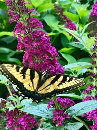 Lavender (lavandula spp.) zones 5 to 9. Sharmila S Butterfly Garden Finegardening