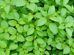 Image result for Corchorus olitorius