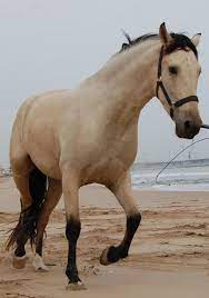 The series aired on the nbc network from july 3, 1958, until may 25, 1959, followed by summer reruns in 1959 and again in 1965. Pre Buckskin Gelding 1 66