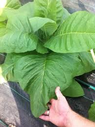 Avoid planting tobacco on soil infested with nematodes and diseases. Growing Tobacco 6 Steps With Pictures Instructables
