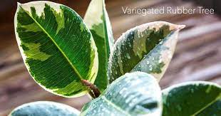 Rubber plant is a common name for several plants and may refer to: Types Of Rubber Plants Care Of Elastica Robusta Decora Burgundy
