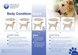 Observe him or her closely and adjust food quantity as needed. Calorie Calculator For Dogs