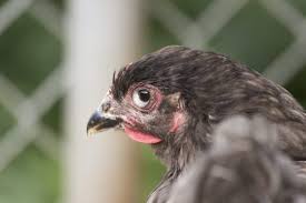 They might just have dust in their noses. Top 5 Chicken Diseases Backyard Poultry