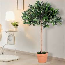 The real looking topiary trees that we stock are a great way to create a natural looking garden, all of our fake topiary trees are realistic and ready to use, there's no need to worry about spending time when looking for 'topiary trees for sale', make sure you call on the team at evergreen direct. Real Topiary Tree For Sale In Uk View 29 Bargains