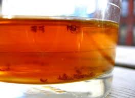 10 Things You Didn T Know Dish Soap Can Do Fruit Flies Diy Fruit Fly Trap Dish Soap