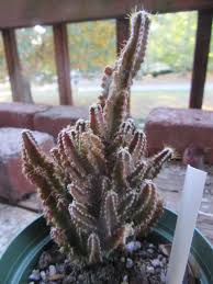 Image result for Coleus tetragonus