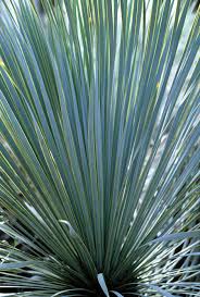 Photos Of A Famed Texas Garden Garden Design Texas Gardening Yucca Rostrata Yucca Plant
