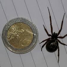 Dr dugon and mr dunbar explain that. Woman Hospitalised In Waterford Following False Black Widow Spider Bite Cork Beo