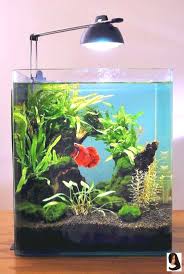 Normous Amazing Tips Your New Aquarium Decorations Akvaryum Baligi Betta Beta Baligi
