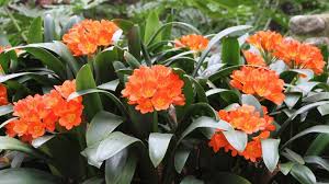 Image result for clivia
