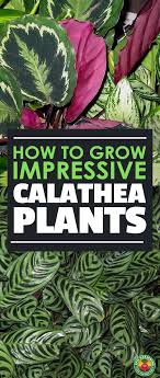 Calathea Caring For The Rattlesnake Plant Zebra Plant And More Epic Gardening Calathea Plant Calathea Plants