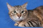 Sokoke Forest Cats | Sokoke Forest Cat Breed Info ...