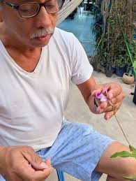 🇸🇬 Papilionanda Melida Demorizi (Papilionanda Leonard Reilly ×  Papilionanthe teres) (E.M.K-A. Chew, 2018).