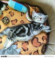 kedi seven bir insana asik olmaniz icin 21 sebep sevimli kediler kedi cute kittens