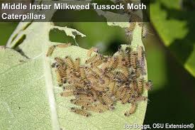 I Speak For The Milkweed Tussock Moth Bygl