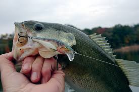 What a catch: Presenting a lure to the strike zone