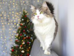 One of her kittens, a the ragamuffin has a solid base of fans who believe the breed is the cat's meow. Ragamuffin Cat Breed Profile Lovetoknow