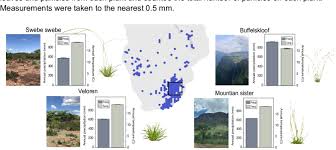 Image result for Microchloa