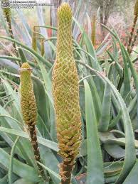 Image result for Aloe spicata