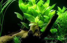 Hygrophila Corymbosa Limon Akvaryum Bitkileri Ve Baliklari