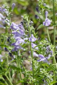 Image result for Scutellaria schweinfurthii