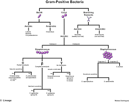 Gram Positive Bacteria Microbiology Medbullets Step 1