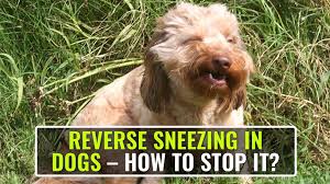 Ask a professional dog vet anytime. Reverse Sneezing In Dogs How To Stop Gag Reflex In Dogs Petmoo