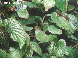 Image result for Begonia elatostemmoides
