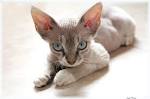 Cornish Rex Cat Breed - Facts and Personality Traits ...