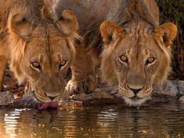 Scary Lion Look Scary Lion Lion Facts Scary Animals