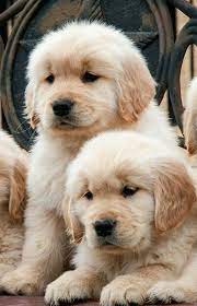 Arrow Maroon In 2021 Puppies Cute Dogs Golden Retriever Puppy