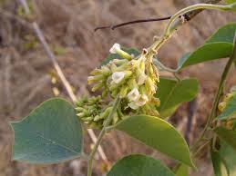 Image result for Dalbergia sissoo