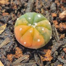 Image result for Thesium asterias