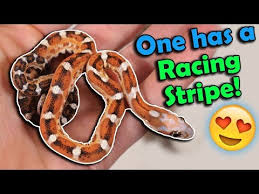The corn snake (pantherophis guttatus) is a north american species of rat snake that subdues its small prey by constriction. More Scaleless Rat Corn Snakes Hatching Youtube