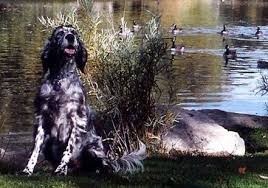 English setter pups ~ classic look & trim. What Is A English Doodle Arizona Goldendoodles English Doodles And Cavapoos At Az Doodle Ranch