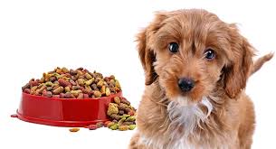Puppies should be fed three to four times a day therefore if you are currently feeding ¾ a cup of puppy how much food should i feed my dog chart? Feeding A Cockapoo Puppy Routines Quantities And Meals