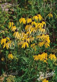 Image result for Pavetta radicans