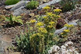 Image result for Schistostephium crataegifolium