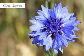 Image result for Plectranthus chimanimanensis