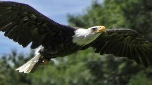 When moses went to commune with god on the mountain, he left the crowd at the foothills. Bald Eagle Slow Motion Flying Display Close Up Birds Of Prey Youtube