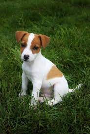 Cutest Pink Puppies Breeds Some Big Things Come In Small Packages While Labrador Retriever Wa Jack Russell Terrier Puppies Puppy Breeds Jack Russell Puppies