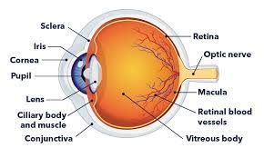 An incomplete eye diagram formed by triggering on data. How The Eyes Work Perkins School For The Blind