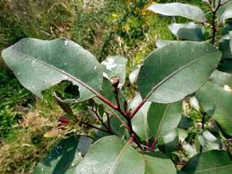 Image result for Eucalyptus botryoides